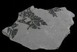 Pennsylvanian Fossil Plant Plate - Kinney Quarry, NM #80483-1